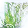 Perfume de geranio – Luxuriance – Rivières de Cartier | Cartier